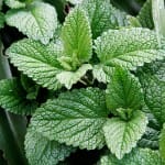 Mint Garden