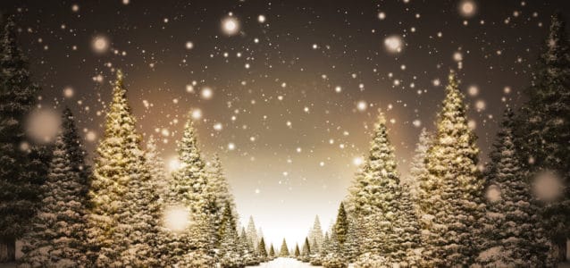 Christmas Trees Snow
