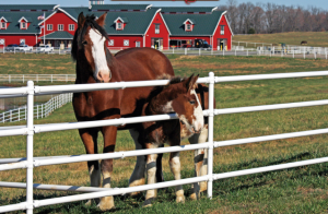Warm Springs Ranch, Home of the Budweiser Clydesdales in Boonville, Missouri