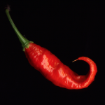 Ghost chili pepper bhut jolokia