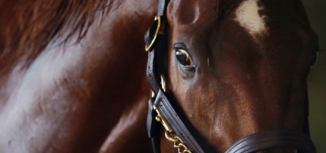 I’ll Have Another Won’t Run in the Belmont Stakes