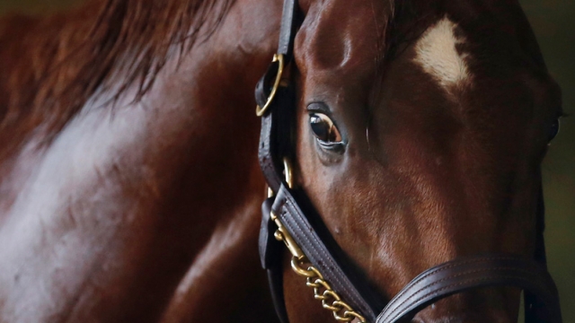 I’ll Have Another Won’t Run in the Belmont Stakes