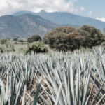 Agave Tequila